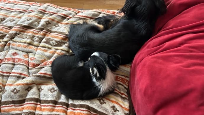 ネエネに引っ付いてるw➰🐶