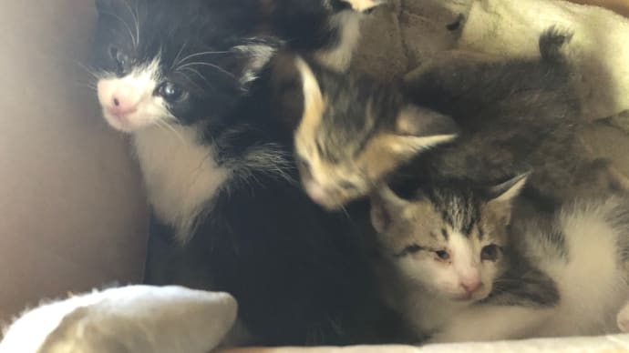 子猫…。