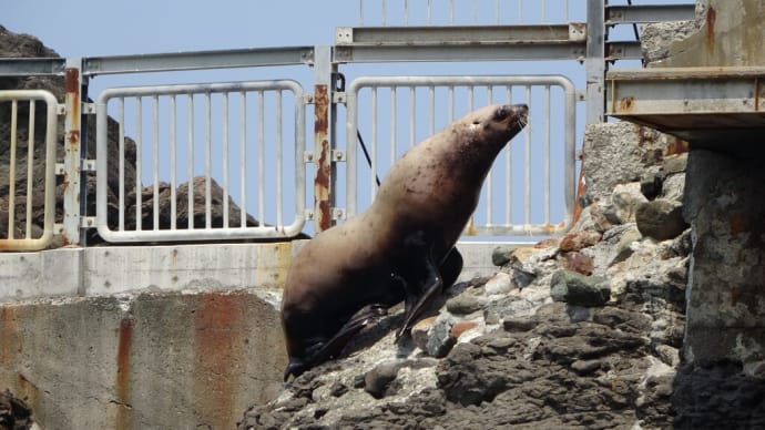 おたる水族館 ダイナミックな トドショー