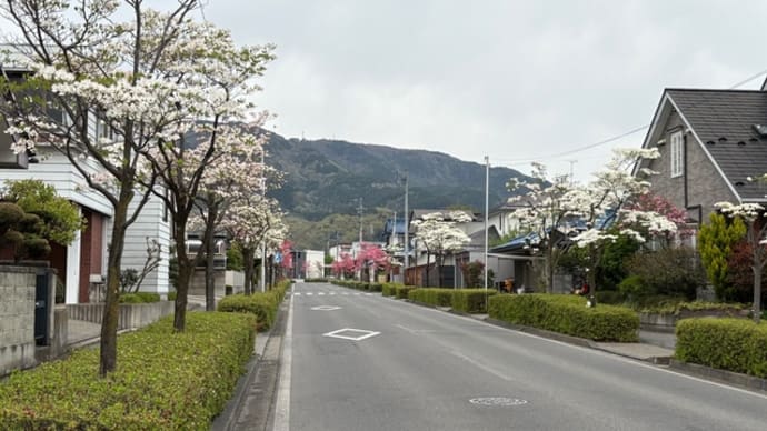 スマホの写真がプリント出来ない❓拡張子がHEIFだった