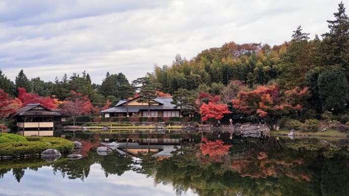 国営昭和記念公園の黄葉・紅葉まつり&秋の夜散歩2024(その2)