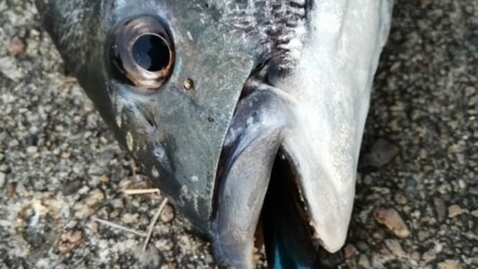 無限に釣れる