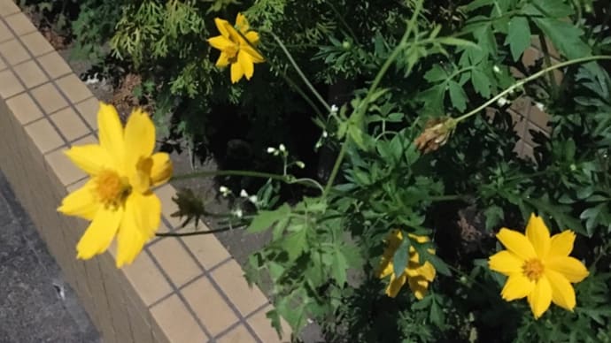 ひと足先に秋の訪れを感じる🍁黄色のコスモスを発見😊🌸