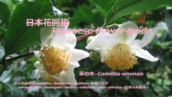 葉陰の白い輝き？！The white glow of the shade of the leaves? !!