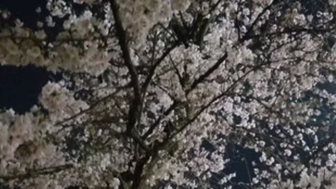 すぐにでも咲く桜