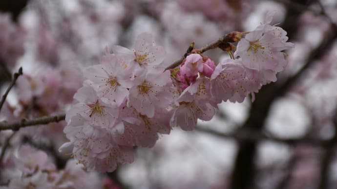 春めき桜狩り 神奈川県南足柄市千津島付近 一ノ堰ハラネ(2)一ノ堰ハラネ下へ
