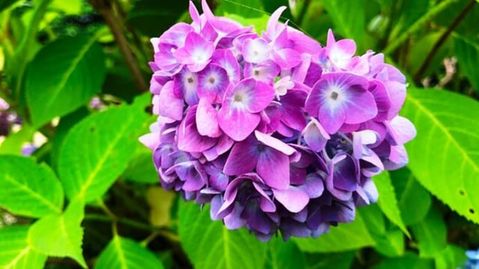 五月末の紫陽花💛