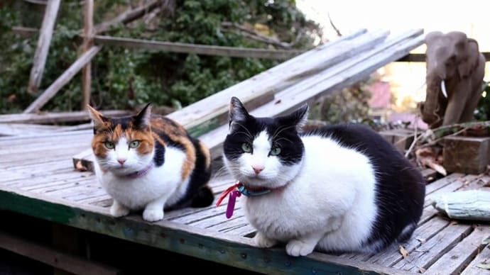 坂の街の猫たち 2025年2月 その4