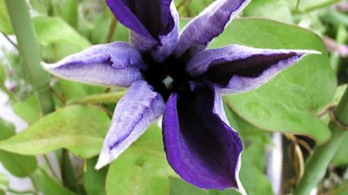 端午－紫の花－