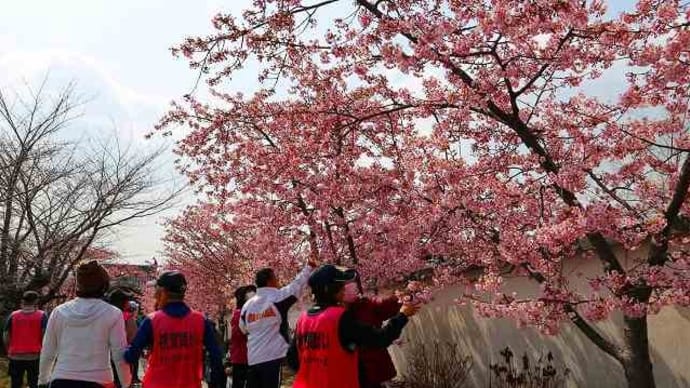 妙心寺(岡山)の河津桜が見頃です。