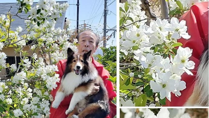 小次郎と春の草花-リキュウバイ(利休梅)-