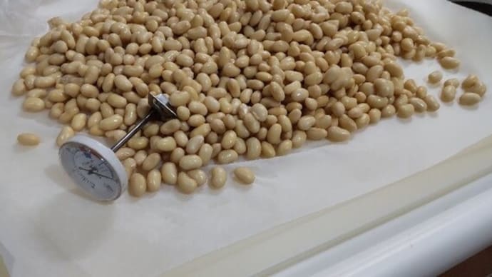初「豆麹」の仕込み