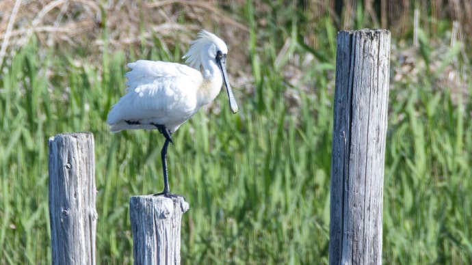 葛西臨海公園 クロツラヘラサギなど