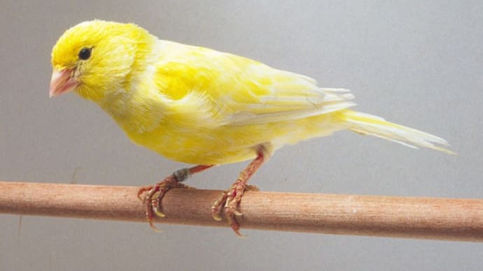 唄を忘れたカナリアのよう・・