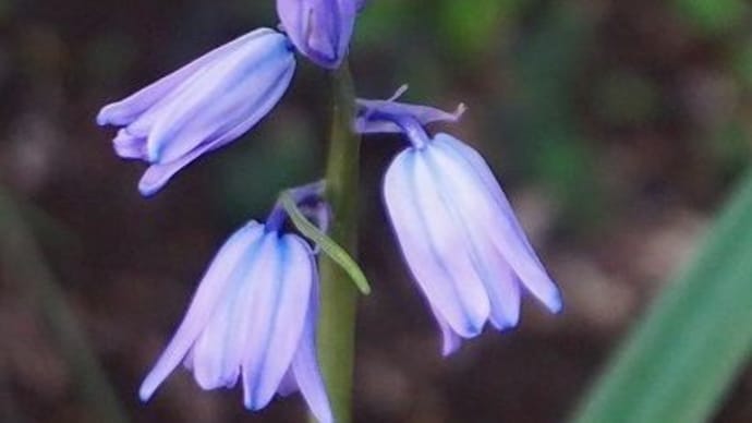薄紫の花の花が好き