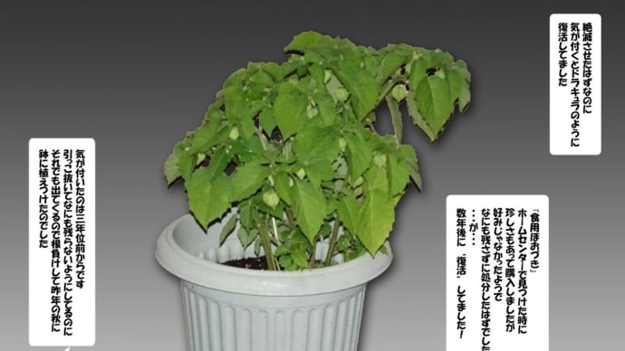 食用ほおづき