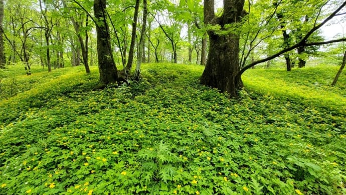 林床に咲く花(続編)・・・