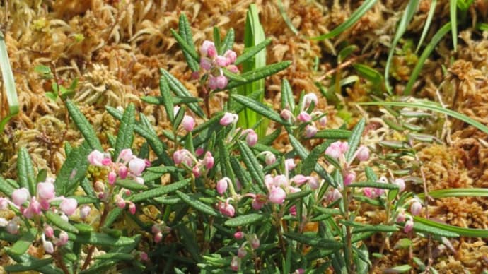 壺状のピンクの花をつける「ヒメシャクナゲ」（箱根の花 21-14）
