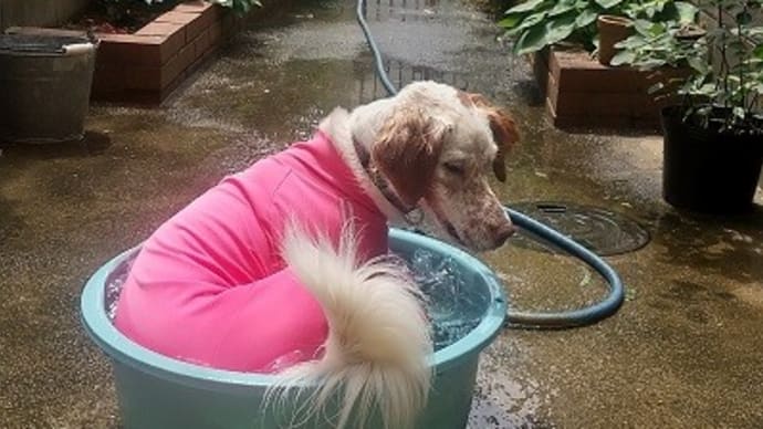 夏の遊び♪