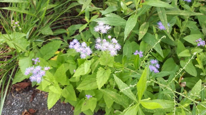 道の花