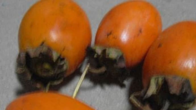 本当に柿渋からコロナ無害化なるの？