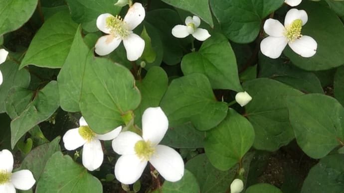 5月27日の花