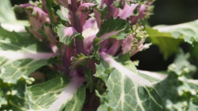 ハボタンは既に野菜という認識