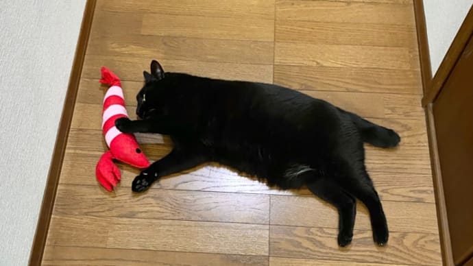 可愛い黒い毛玉トノが落ちているのを白い毛玉ヒメは見ていた!