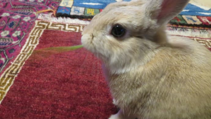 うさぎ学長!わちゃまる君!(その112)シロツメクサだよ、わちゃまる君