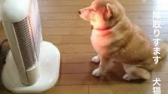 ストーブ犬