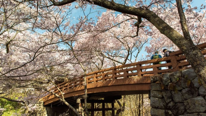 2023清明 信州桜紀行 5.高遠城址公園より