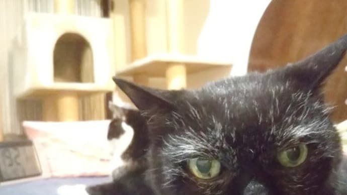黒猫感謝の日、だったらしい