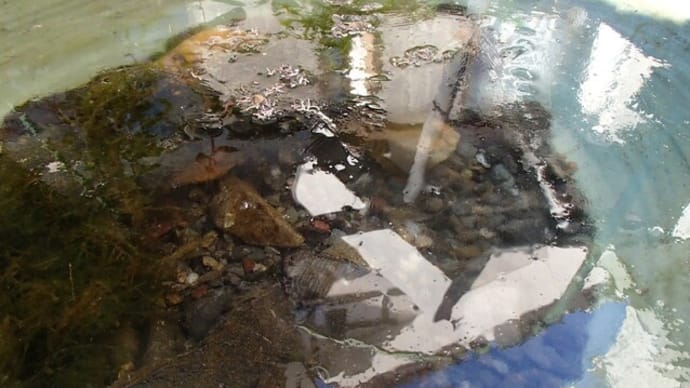 第4弾ほうれん草と三種類目のネギの発芽