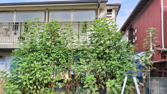 菊芋の散髪・剪定