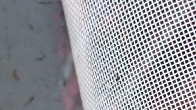 続々と