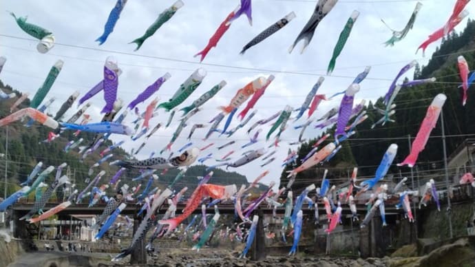 小国町 杖立川鯉のぼり祭り