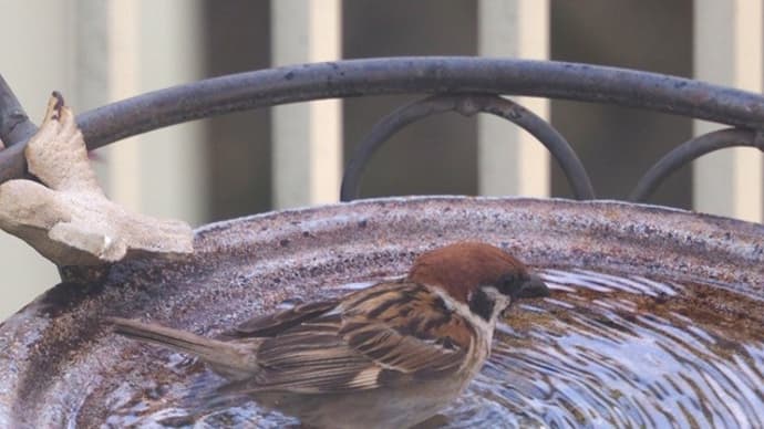 雀の羽づくろいと水浴びの動画です