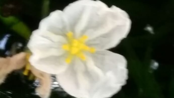 メダカの水草から白い花が咲いてくれました 観音山