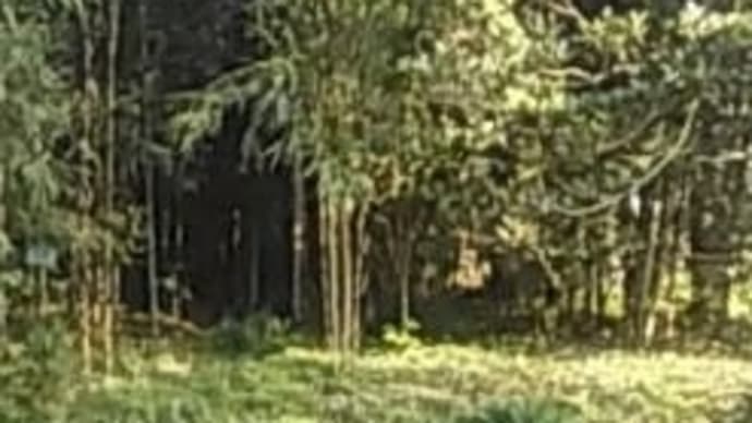 葵の国 紀行 15 竹採物語発祥の地 竹採公園