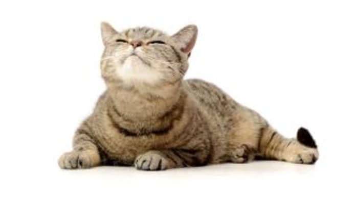 探知猫ルーシク