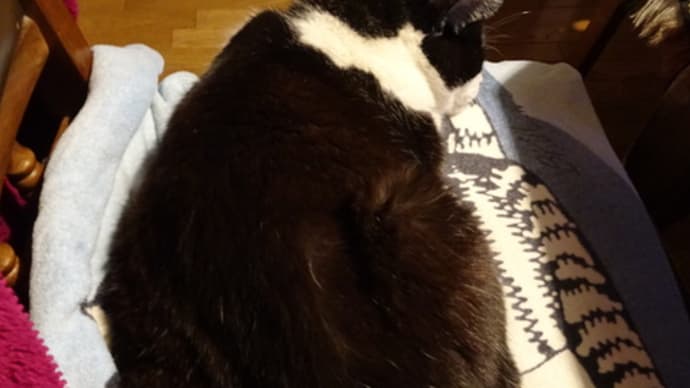 ネコの日