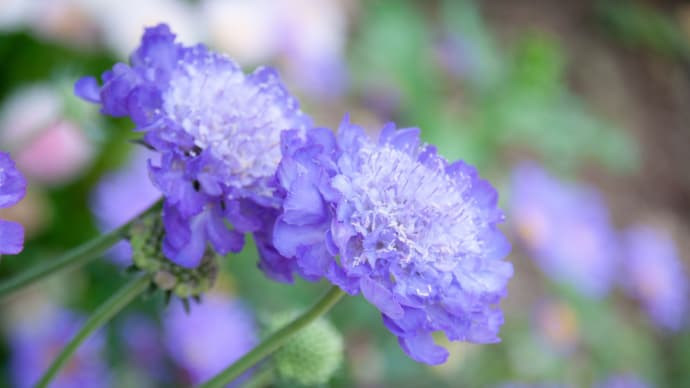 いろいろな花 3