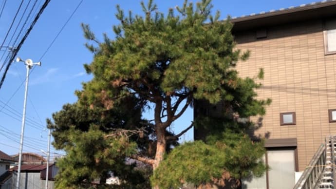 手があいてしまった松の剪定