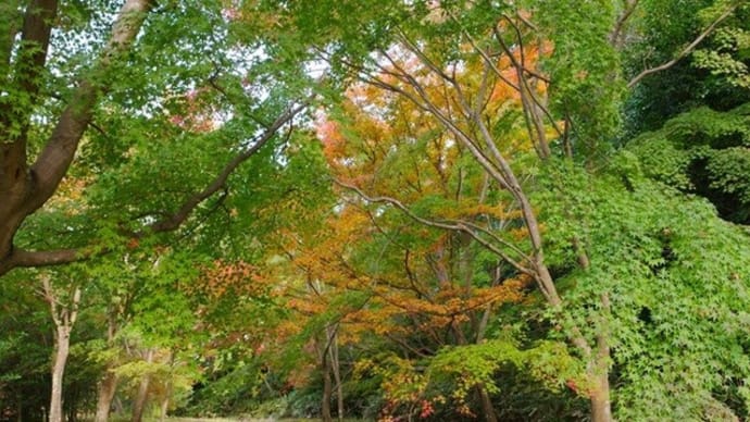 弘川寺の紅葉谷が色づいてきた