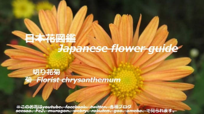 地の煌めきはオレンジ?!Is the glitter of the earth orange? !!