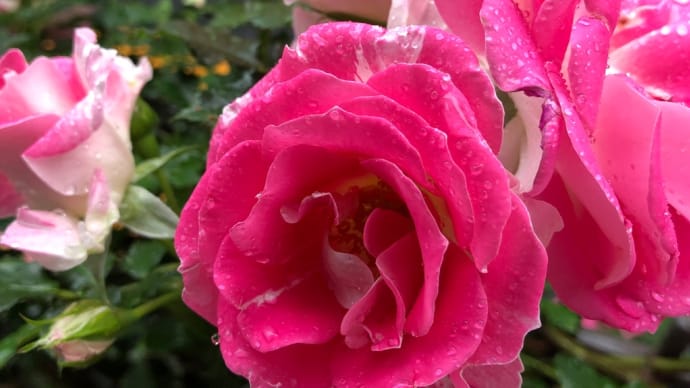 雨前の 花たち元気 きれいです🌹
