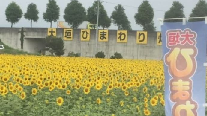 大垣ひまわり畑