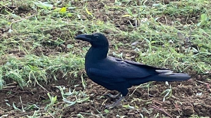 ハッシュタグ カラスの動画 Goo Blog Gooブログ