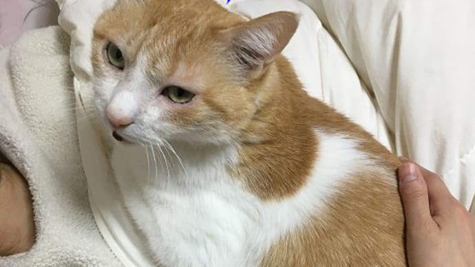 猫が看病
