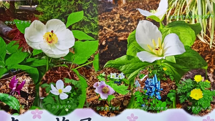 春の妖精たちが楽しめます！～「春の花展～一足早い春のお知らせ～」＠「百合が原緑のセンター大温室」～